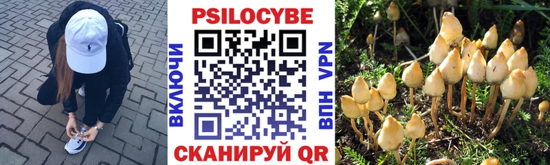 Галлюциногенные грибы Psilocybe  Купить закладки  Питкяранта 